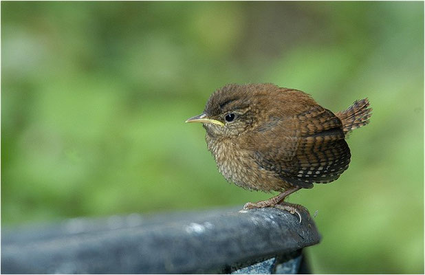 ZAUNKÖNIG, WREN, TROGLODYTES TROGLODYTES