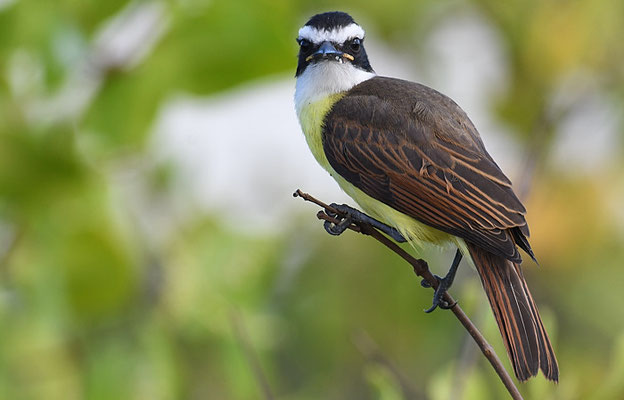 SCHWEFELTYRANN, GREAT KISKADEE, PITANGUS SULFURATUS