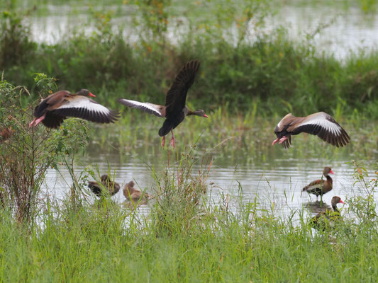 HERBSTPFEIFGANS, BLACK-BELLIED WHISTLING-DUCK - DENDROCYGNA AUTUMNALIS