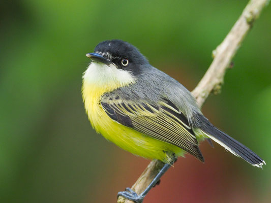 GELBBAUCH-SPATELTYRANN, COMMON TODY-FLYCATCHER - TODIROSTRUM CINEREUM