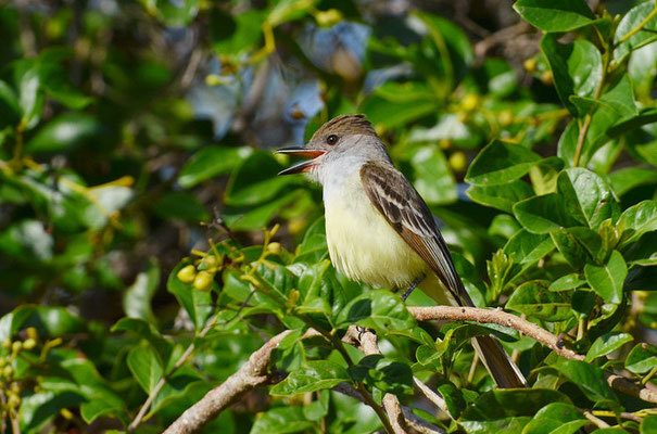 BRAUNSCHOPFTYRANN, BROWN-CRESTED FLYCATCHER, MYIARCHUS TYRANNULUS
