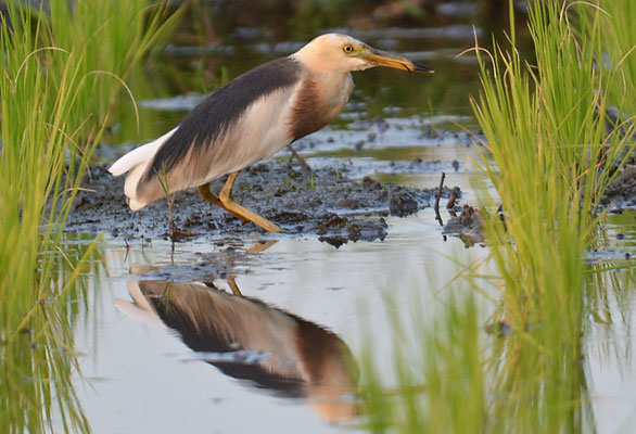 PRACHTREIHER, JAVAN POND HERON, ARDEOLA SPECIOSA
