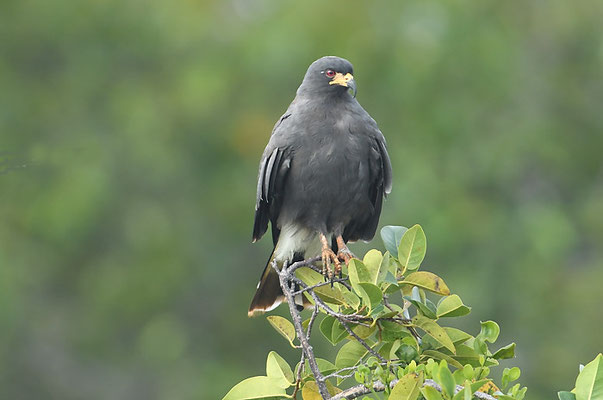 SCHNECKENWEIH, SNAIL KITE, ROSTRHAMUS SOCIABILIS