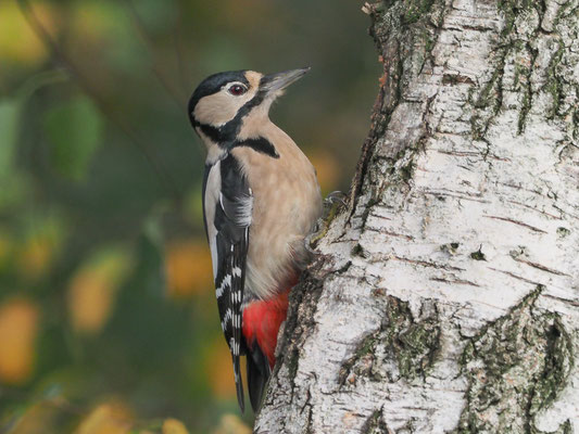 BUNTSPECHT, GREAT SPOTTED WOODPECKER, DENDROCOPOS MAJOR