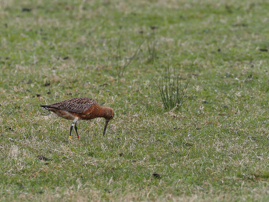Pfuhlschnepfe, bar-tailed godwit, limosa lapponica