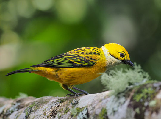 SILBERKEHLTANGARE, SILVER-THROATED TANAGER, TANGARA ICTEROCEPHALA