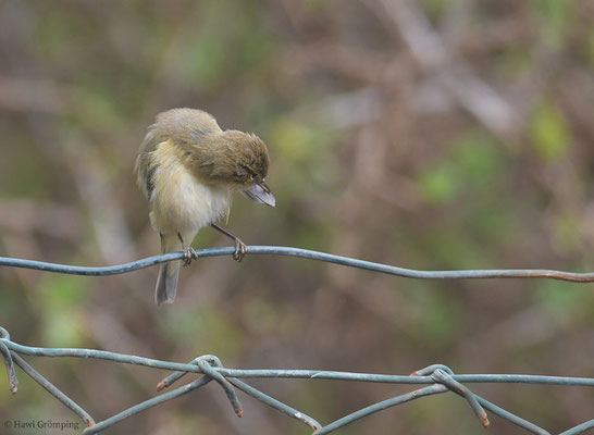 ZILPZALP, CHIFFCHAFF, PHYLLOSCOPUS COLLYBITA