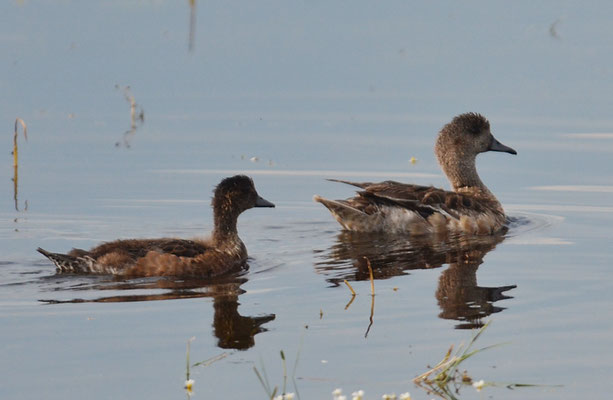 Amerikanische Pfeifente, American wigeon, Anas americana