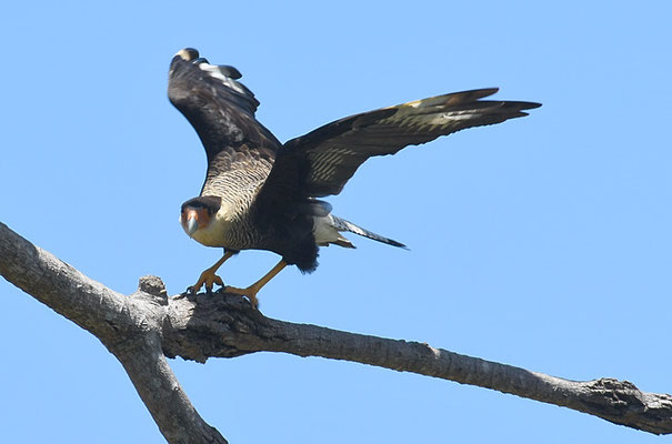 SCHOPFKARAKARA, SOUTHERN CARACARA, CARACARA PLANCUS