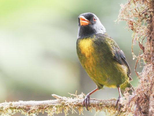 EDWARDSTANGARE, MOSS-BACKED TANAGER -  BANGSIA EDWARDSI