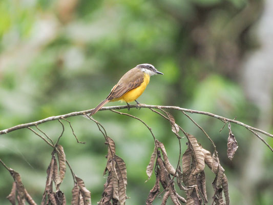 Liktormaskentyrann, Lesser Kiskadee - Pitangus lictor