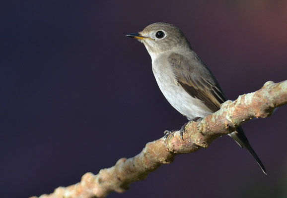 BRAUNER FLIEGENSCHNÄPPER, ASIAN BROWN FLYCATCHER, MUSCICAPA DAUURICA