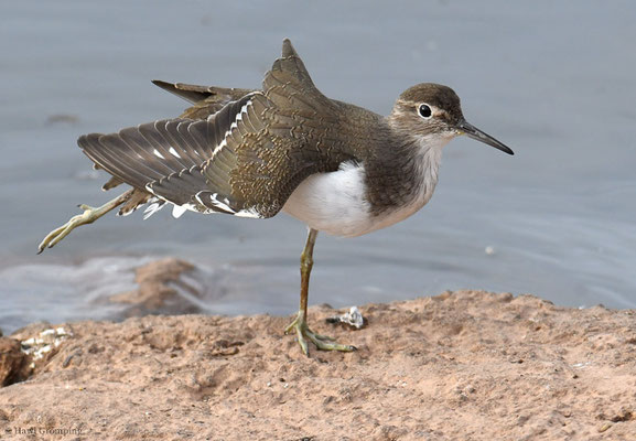 FLUSSUFERLÄUFER, COMMON SANDPIPER, ACTITIS HYPOLEUCUS