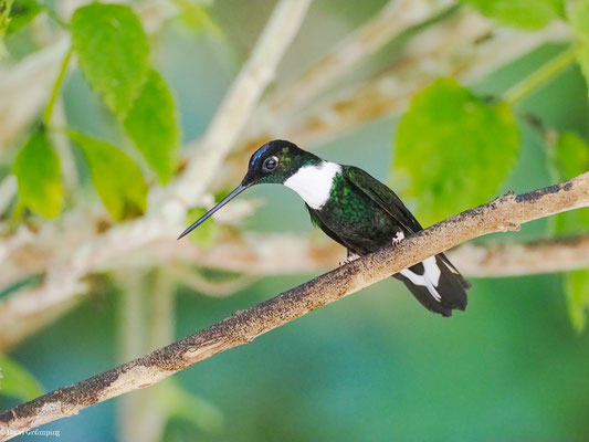 BRUSTBAND-ANDENKOLIBRI, COLLARED INCA - COELIGENA TORQUATA