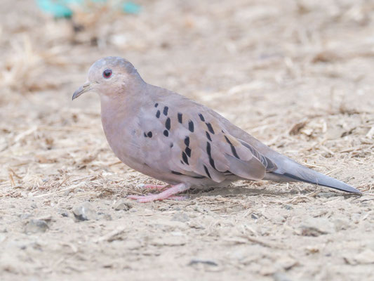 Blasstäubchen, Ecuadorian Ground-Dove - Columbina buckleyi