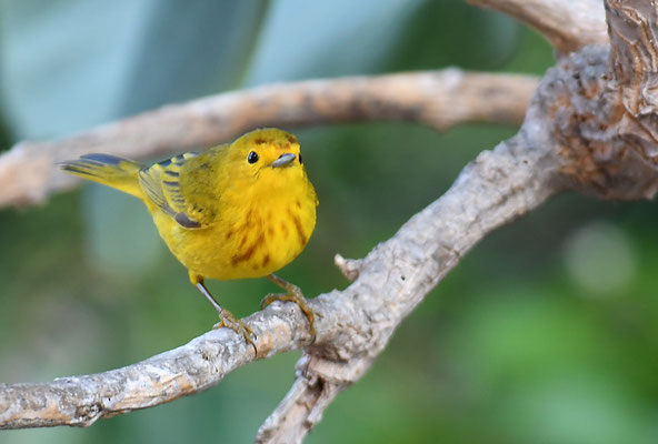 GOLDWALDSÄNGER, YELLOW WARBLER, DENDROICA PETECHIS RUFOPILEATA