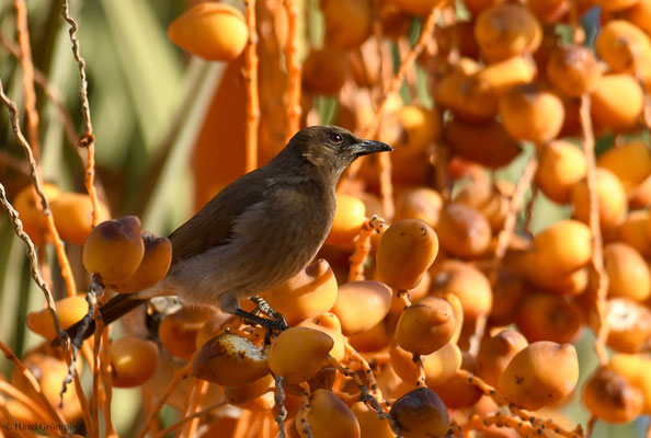 GRAUBÜLBÜL, COMMON BULBUL, PYCNONOTUS BARBATUS
