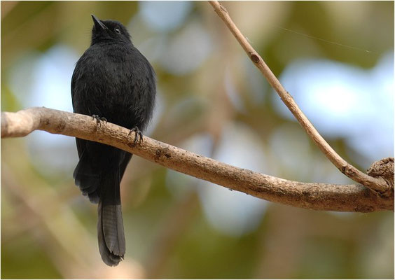 DRONGOSCHNÄPPER, NORTHERN BLACK FLYCATCHER, MELAENORNIS EDOLIOIDES