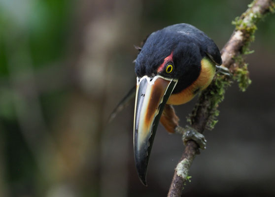 HALSBANDARASSARI, COLLARED ARACARI, PTEROGLOSSUS TORQUATUS