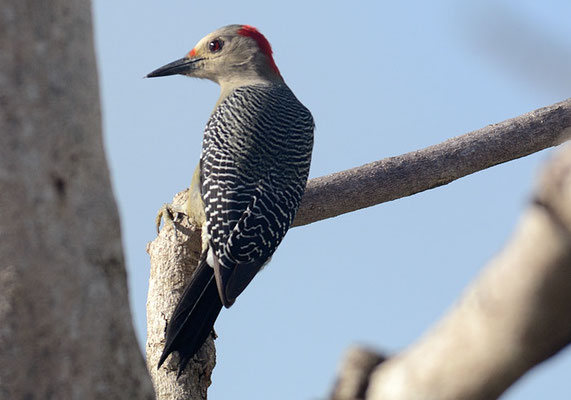 ROTKAPPENSPECHT, RED-CROWNED WOODPECKER, MELANERPES RUBRICAPILLUS