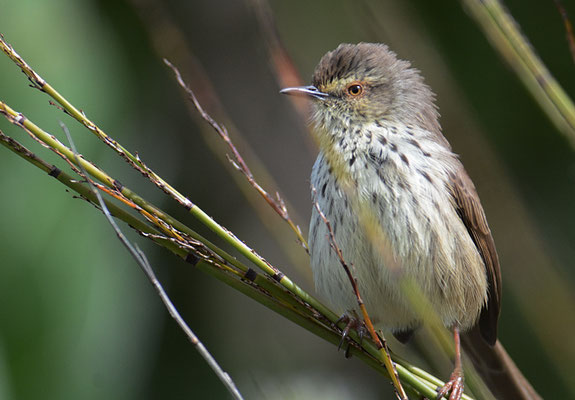 FLECKENPRINIE,KAROO PRINIA, PRINIA MACULOSA