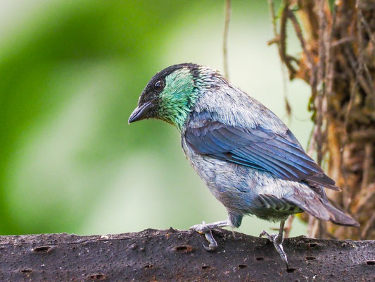 HEINE-TANGARE, BLACK-CAPPED TANAGER - TANGARA HEINEI