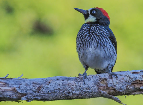 EICHELSPECHT, ACORN WOODPECKER, MELANERPES FORMICIVORUS