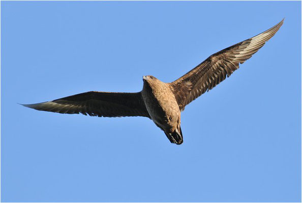 SKUA, GREAT SKUA, STERCORARIUS SKUA