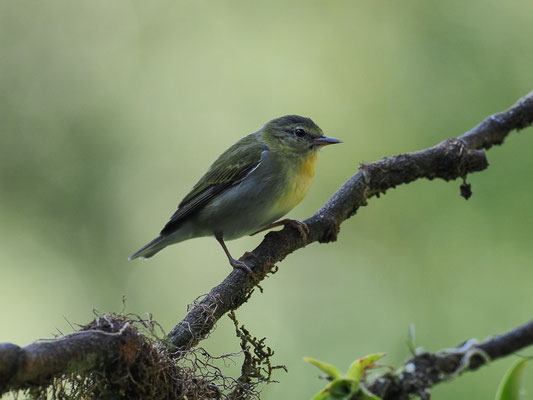 BRAUENWALDSÄNGER, TENNESSEE WARBLER, VERMIVORA PEREGRINA