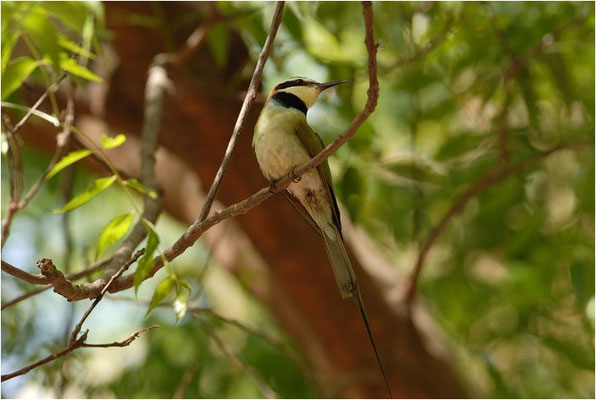WEISSKEHLSPINT, WHITE-THROATED BEE-EATER, MEROPS ALBICOLLIS