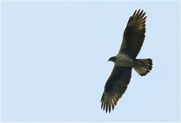 HABICHTSADLER, BONELLI´S EAGLE, AQUILA FASCIATA