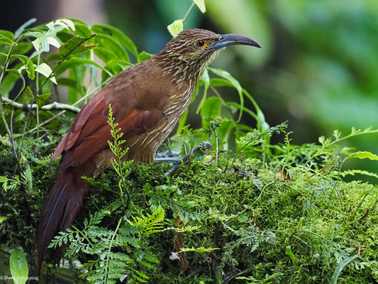 STARKSCHNABEL-BAUMSTEIGER, STRONG-BILLED WOODCREEPER - XIPHOCOLAPTES  PROMEROPIRHYNCHUS