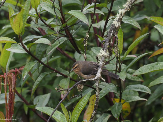 WEISSSTIRN-SPITZSCHNABEL, CINEREOUS CONEBILL - CONIROSTRUM CINEREUM