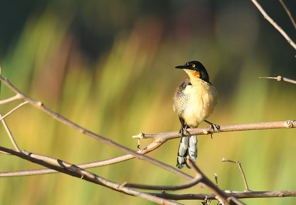 ROHRSPÖTTER, BLACK-CAPPED DONACOBIUS, DONACOBIUS ATRICAPILLA