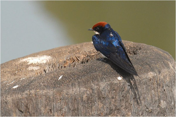 ROTKAPPENSCHWALBE, WIRE-TAILED SWALLOW, HIRUNDO SMITHII