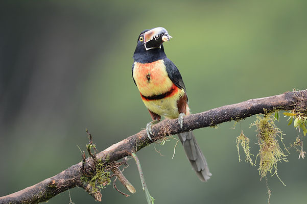 HALSBANDARASSARI, COLLARED ARACARI, PTEROGLOSSUS TORQUATUS