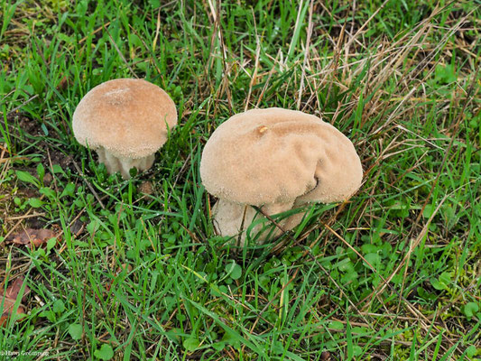 Beutelstäubling - Calvatia excipuliformis