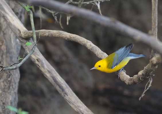 ZITRONENWALDSÄNGER, PROTHONOTARY WARBLER, PROTONOTARIA CITREA
