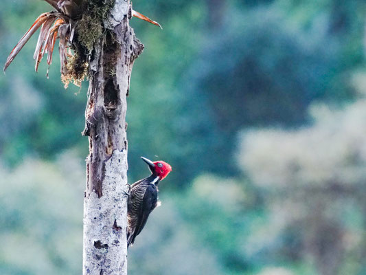 GUAYAQUILSPECHT, GUAYAQUIL WOODPECKER - CAMPEPHILUS GAYAQUILENSIS