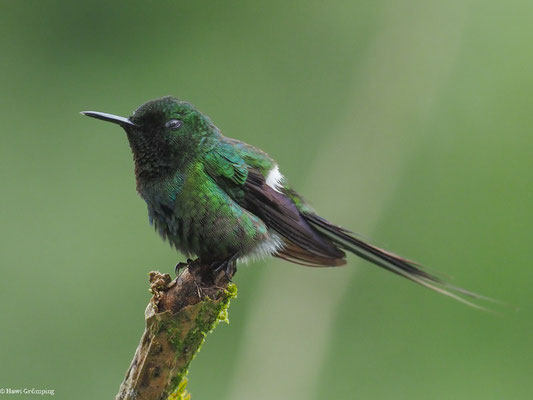 GRÜNE FADENELFE, GREEN THORNTAIL - DISCOSURA CONVERSII