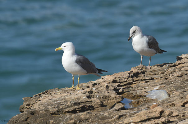 MITTELMEERMÖWE, YELLOW-LEGGED GULL, LARUS MICHAHELLIS