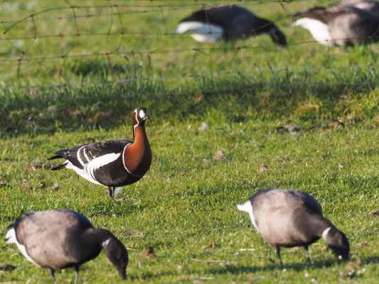 Rothalsgans, Red-breasted goose, Branta rufficollis