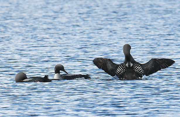 PRACHTTAUCHER, BLACK-THROATED LOON, GAVIA ARCTICA