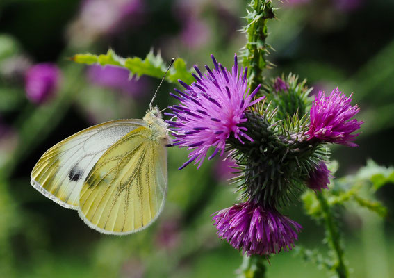 Rapsweißling (Grünader-Weißling), Pieris napi