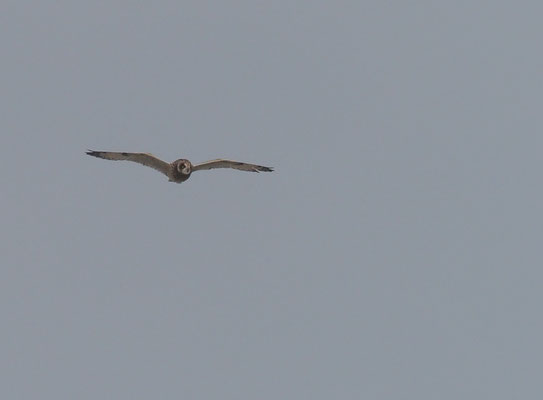 SUMPFOHREULE, SHORT-EARED OWL, ASIO FLAMMEUS