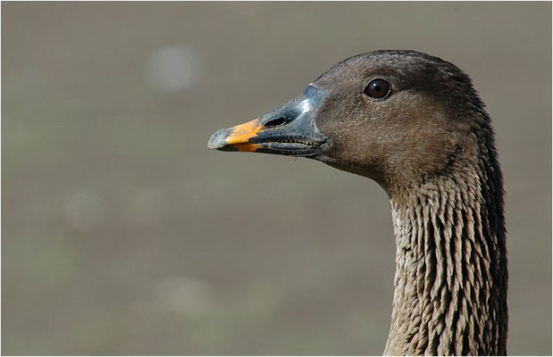 SAATGANS, BEAN GOOSE, ANSER FABALIS
