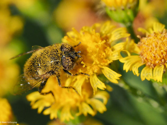 MATTE SCHWARZKOPFSCHWEBFLIEGE, MELANOSTOMA SCALARE