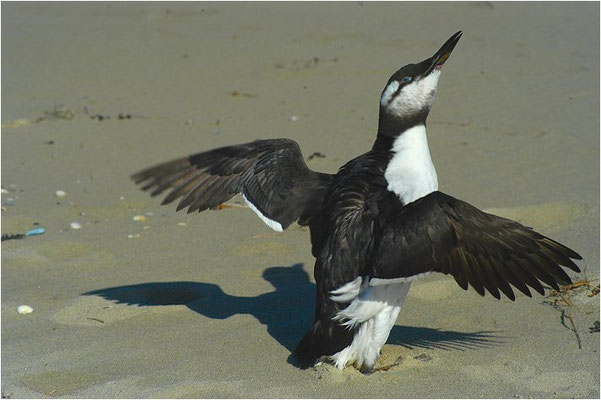 TROTTELLUMME, GUILLEMOT, URIA AALGE