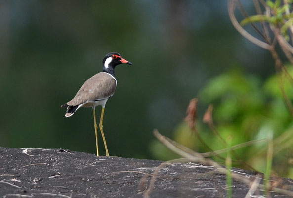 ROTLAPPENKIEBITZ, RED-WATTLED LAPWING, VANELLUS INDICUS