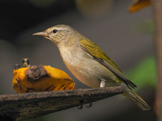 BRAUENWALDSÄNGER, TENNESSEE WARBLER, VERMIVORA PEREGRINA